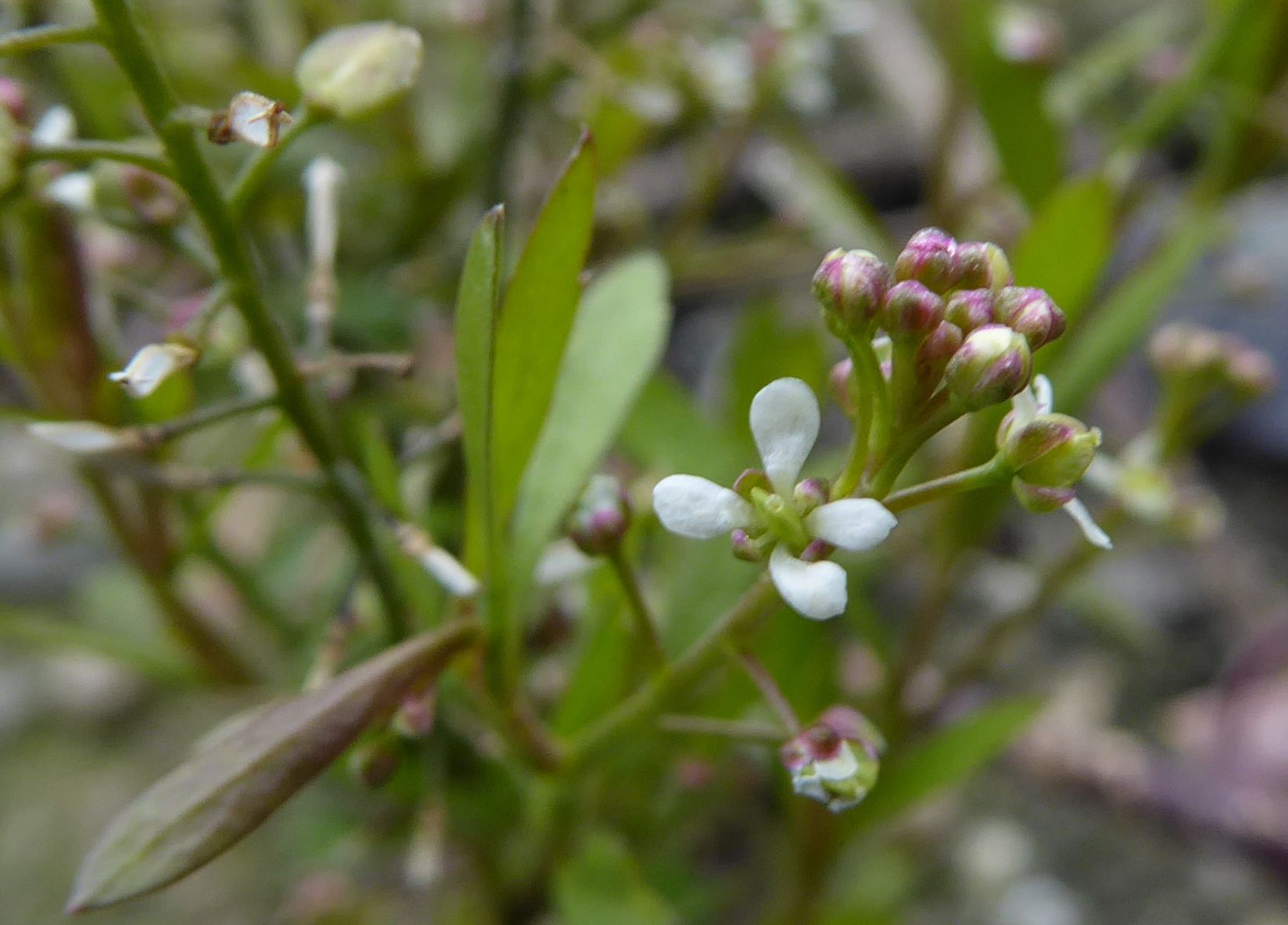 Lepidium virginicum (door Koen van Zoest)