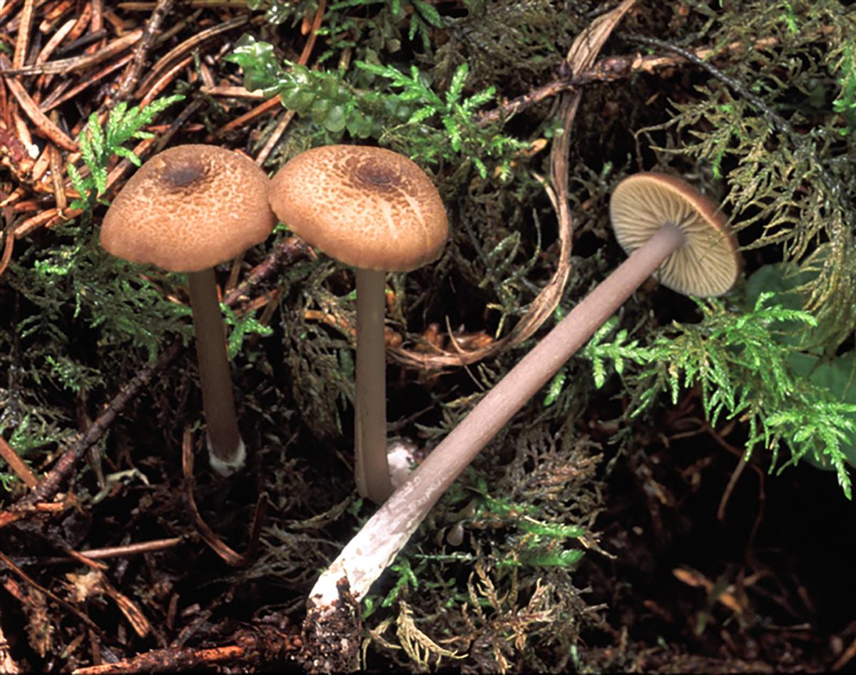 Entoloma anatinum (door Jukka Vauras (det Machiel Noordeloos))