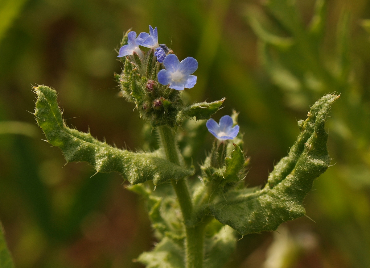 Anchusa arvensis (door Willie Riemsma)