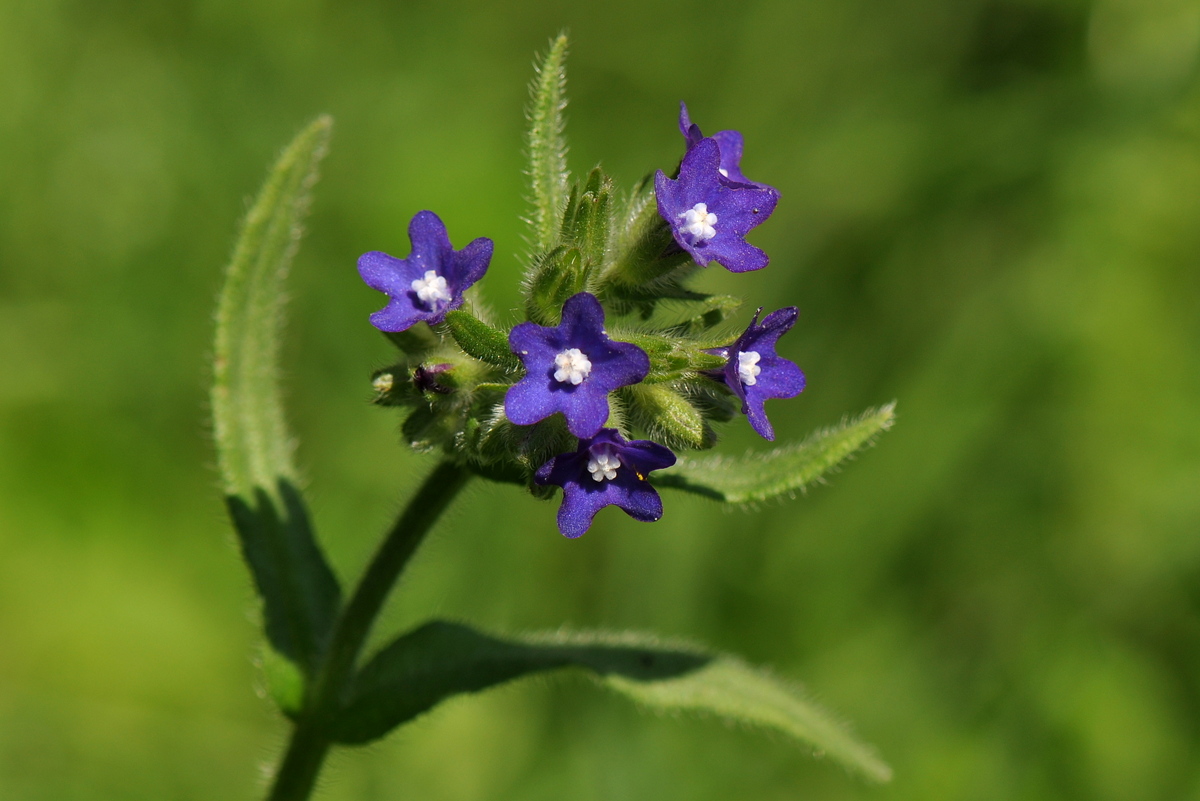 Anchusa officinalis (door Willie Riemsma)