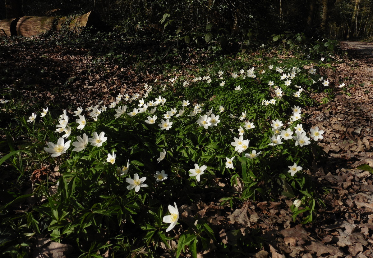 Anemone nemorosa (door Willie Riemsma)