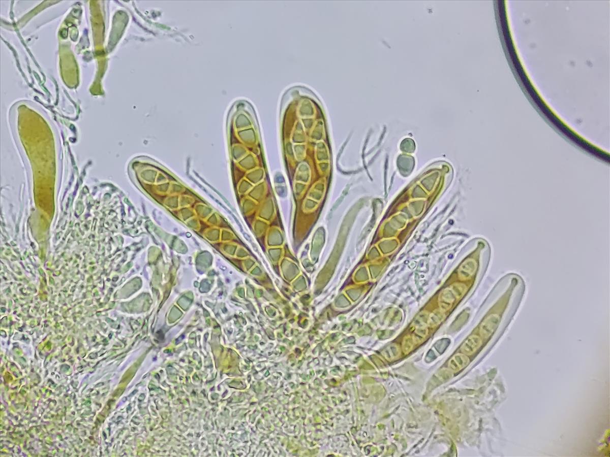 Anisomeridium biforme (door Lukas Verboom)