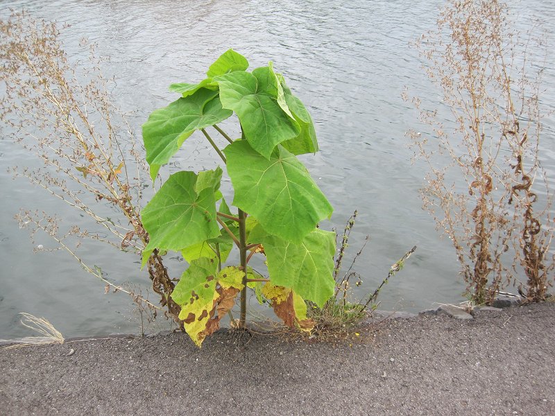 Paulownia tomentosa (door Grada Menting)