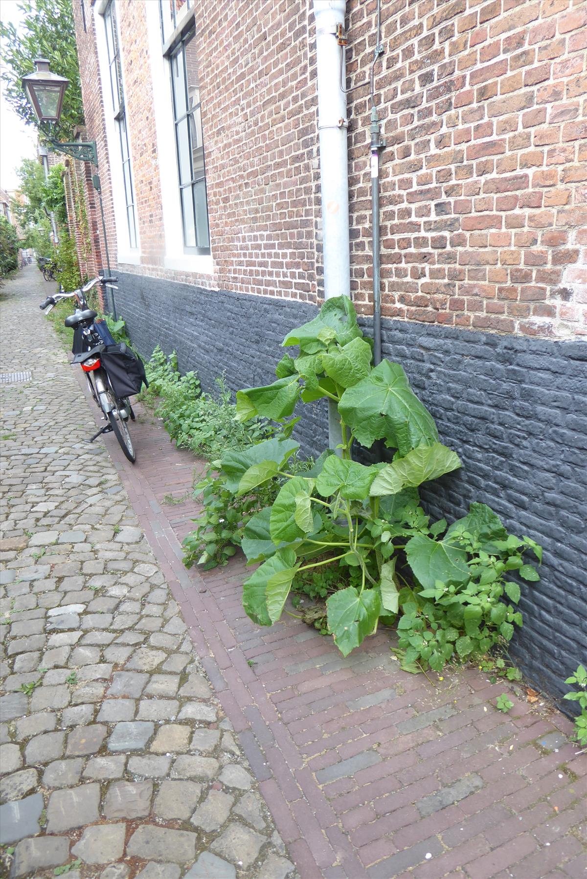 Paulownia tomentosa (door Koen van Zoest)