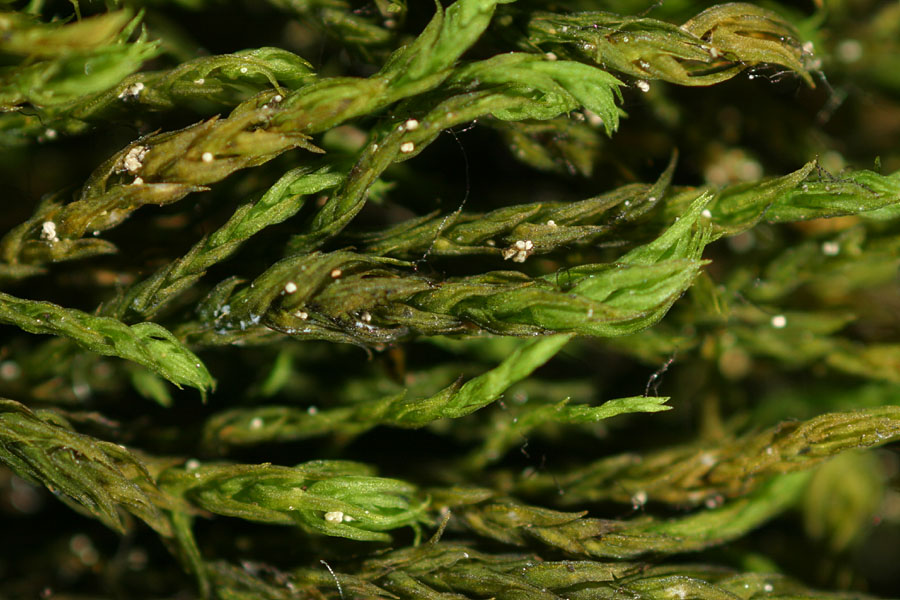Anomodon longifolius (door Norbert Stapper)