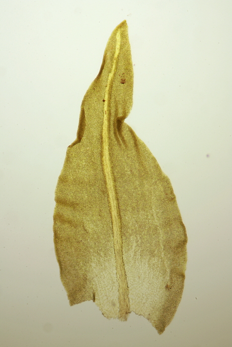 Anomodon viticulosus (door Jan Kersten)