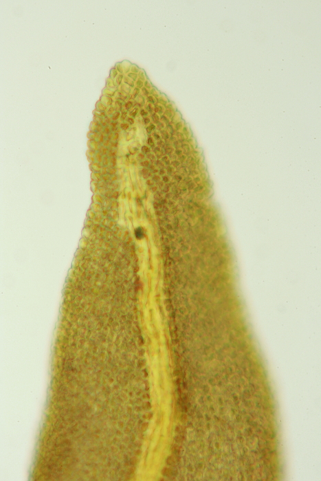 Anomodon viticulosus (door Jan Kersten)
