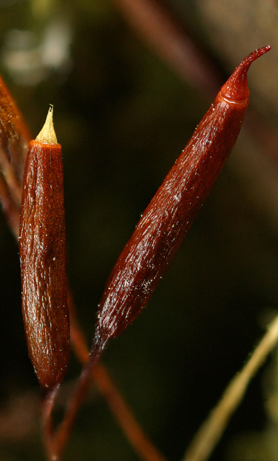 Anomodon viticulosus (door Norbert Stapper)