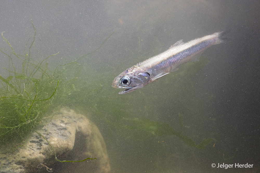 Engraulis encrasicolus (door Jelger Herder)