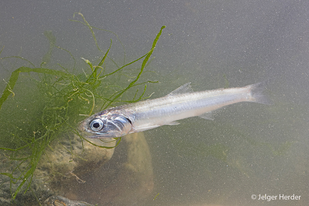 Engraulis encrasicolus (door Jelger Herder)