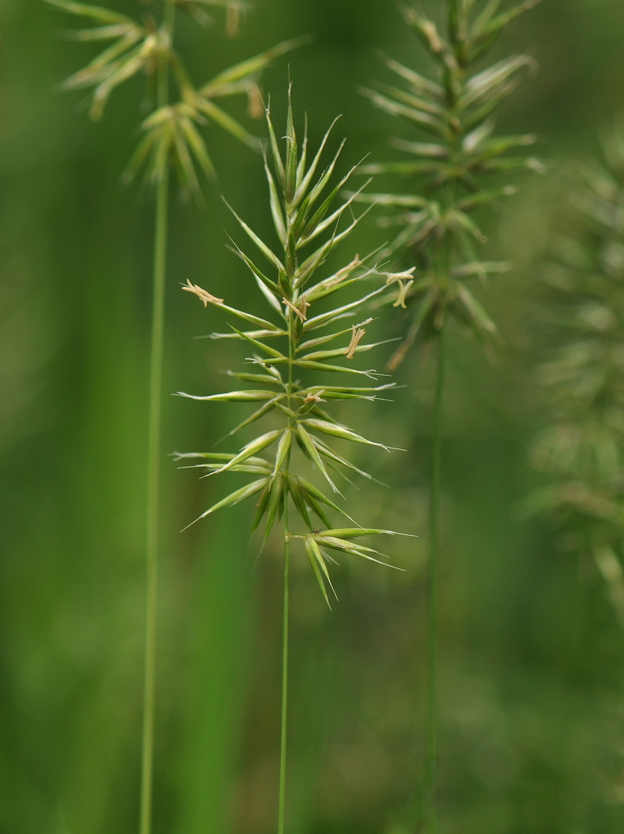 Anthoxanthum aristatum (door Willie Riemsma)