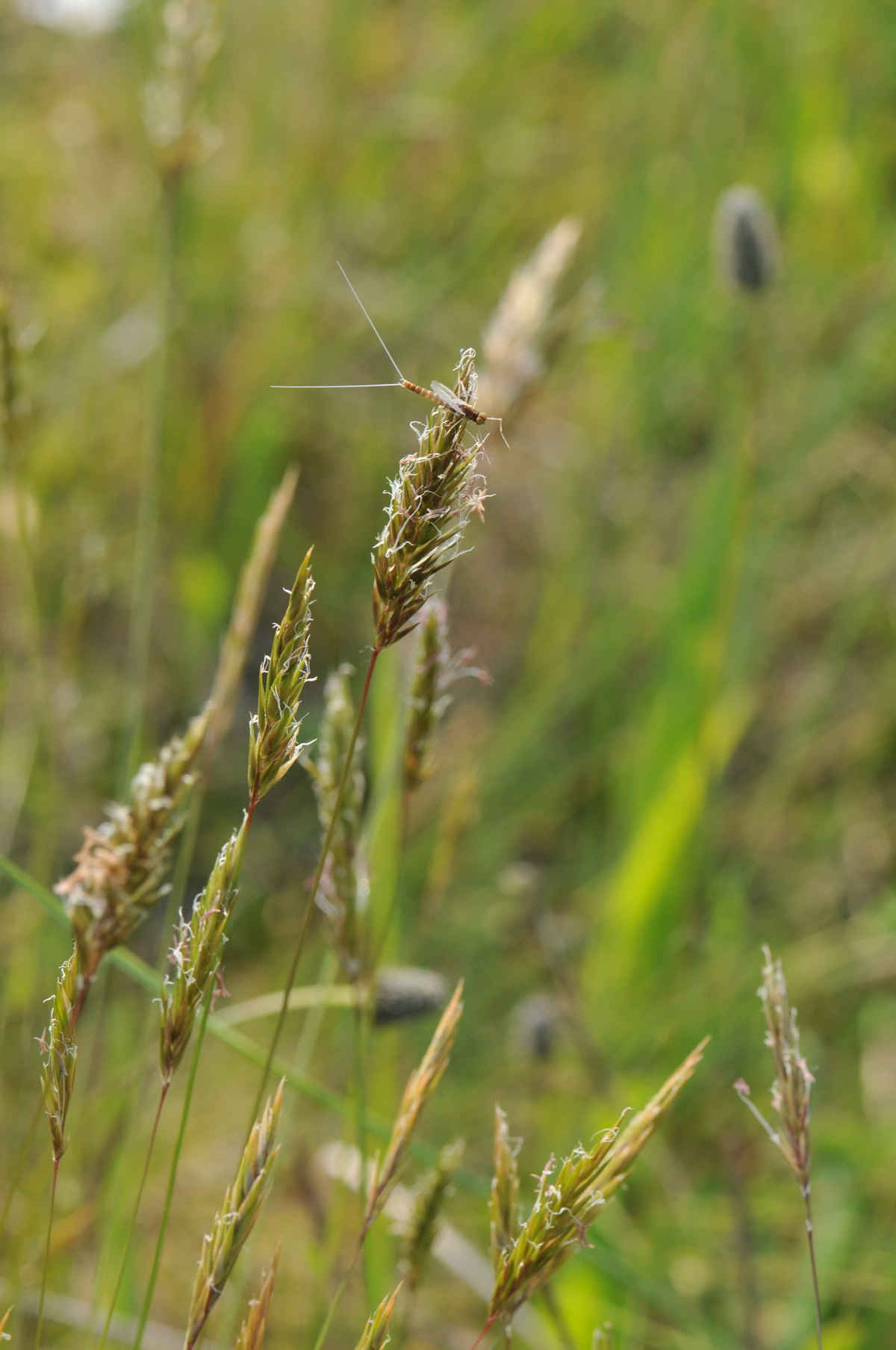 Anthoxanthum odoratum (door Hans Toetenel)