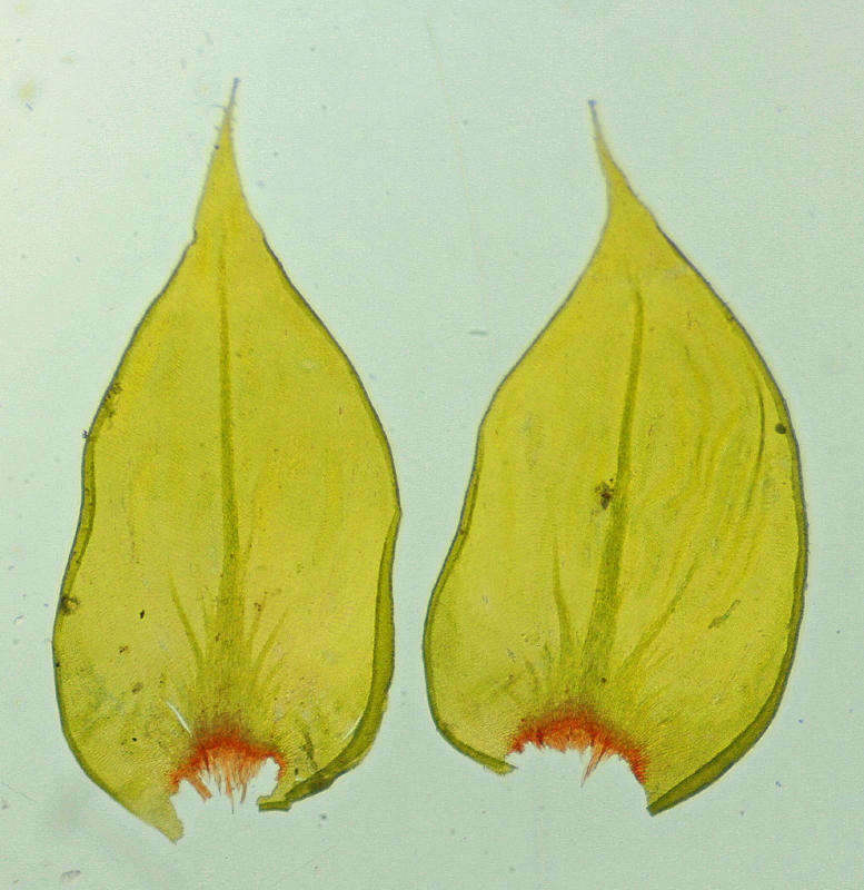 Antitrichia curtipendula (door Jan Kersten)