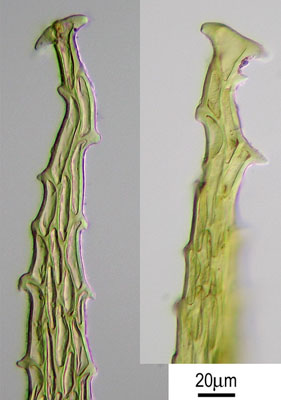 Antitrichia curtipendula (door Norbert Stapper)
