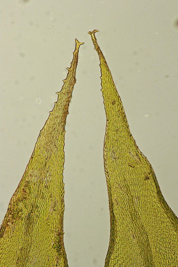 Antitrichia curtipendula (door Jan Kersten)