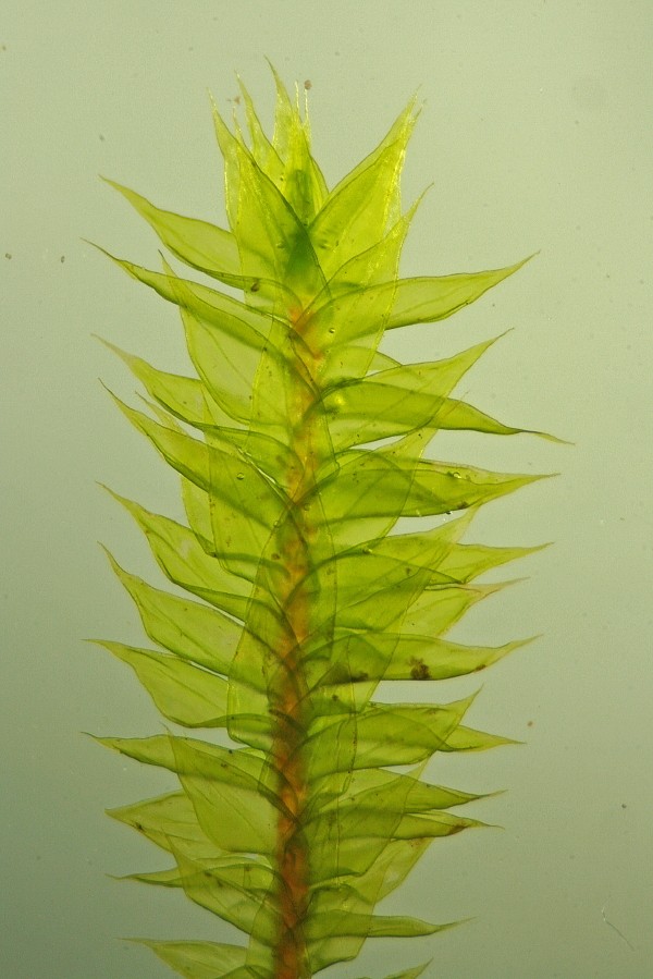 Antitrichia curtipendula (door Jan Kersten)