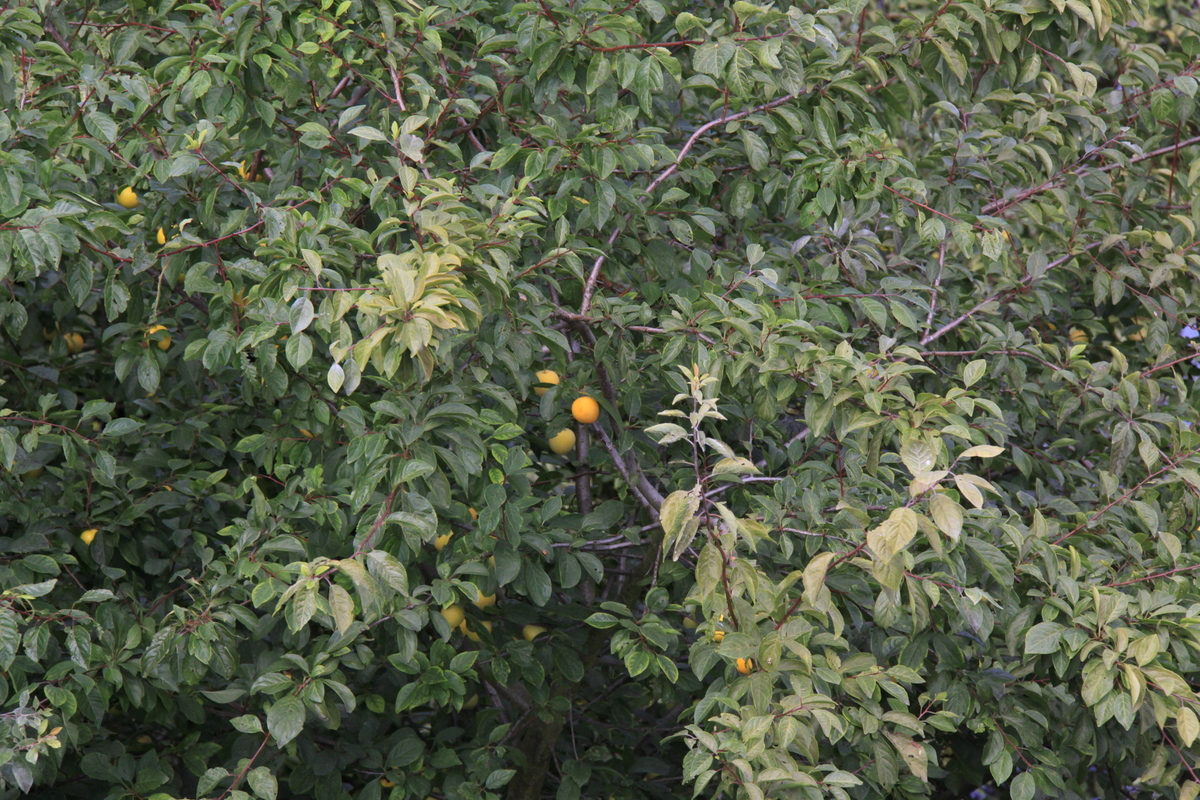 Prunus cerasifera (door Peter Meininger)