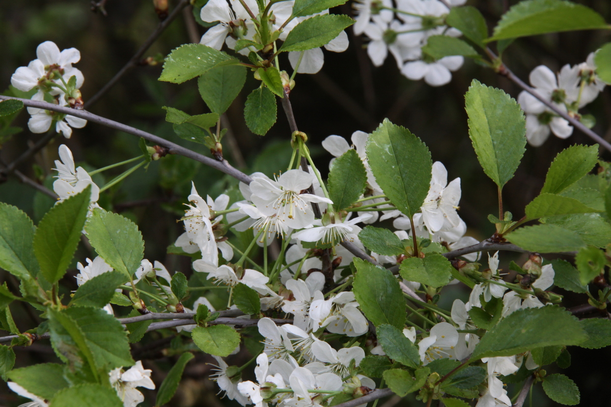 Prunus cerasus subsp. cerasus (door Peter Meininger)