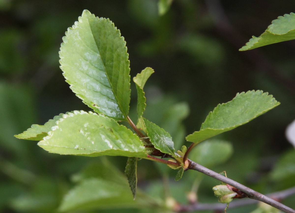 Prunus cerasus subsp. cerasus (door Peter Meininger)