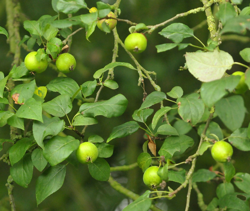 Malus sylvestris s.s. (door Theo Muusse)
