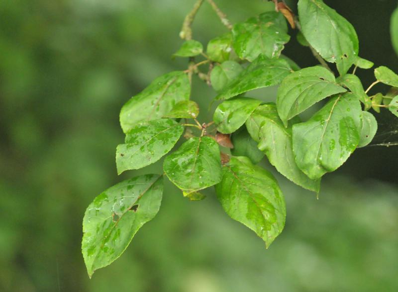 Malus sylvestris s.s. (door Theo Muusse)