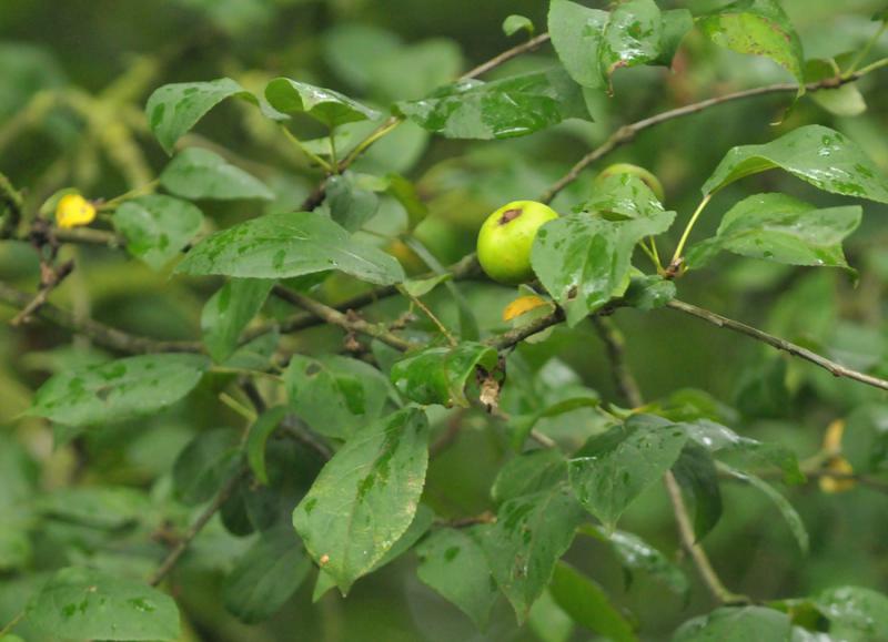 Malus sylvestris s.s. (door Theo Muusse)