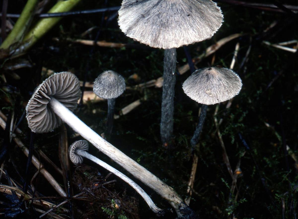 Entoloma araneosum (door Machiel (Chiel) Noordeloos)