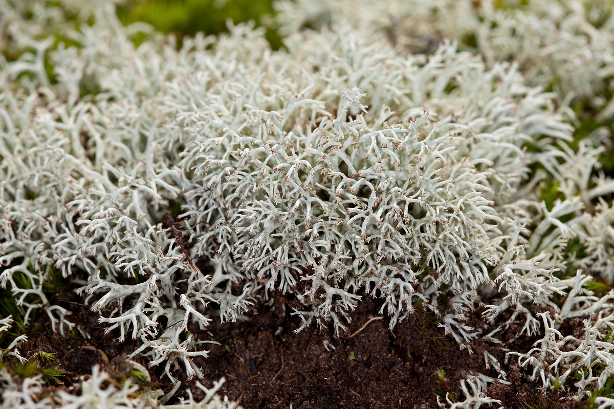 Cladonia arbuscula (door Christophe Brochard)