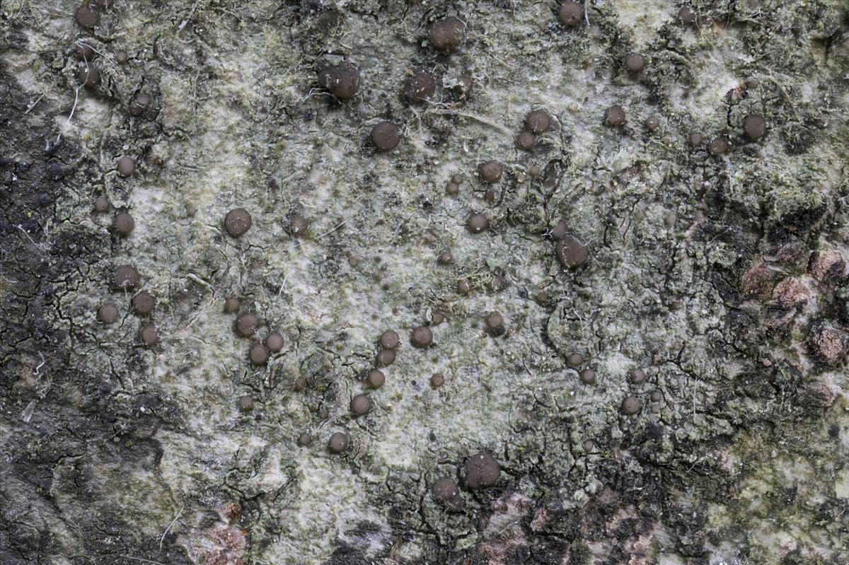 Bacidia arceutina (door Sam Kafka)