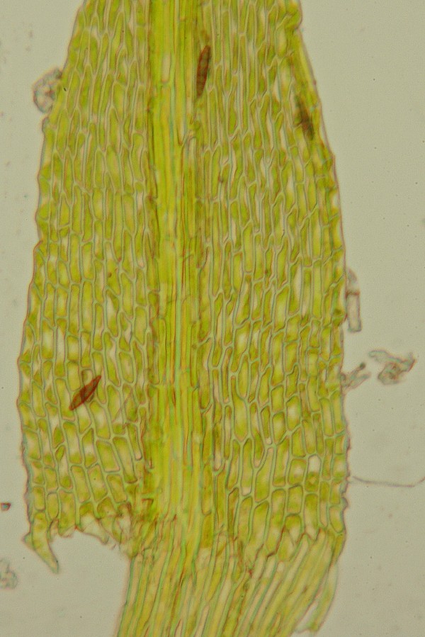 Archidium alternifolium (door Jan Kersten)