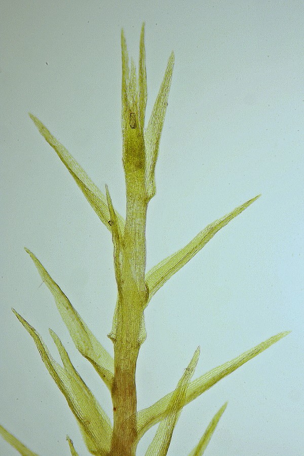 Archidium alternifolium (door Jan Kersten)