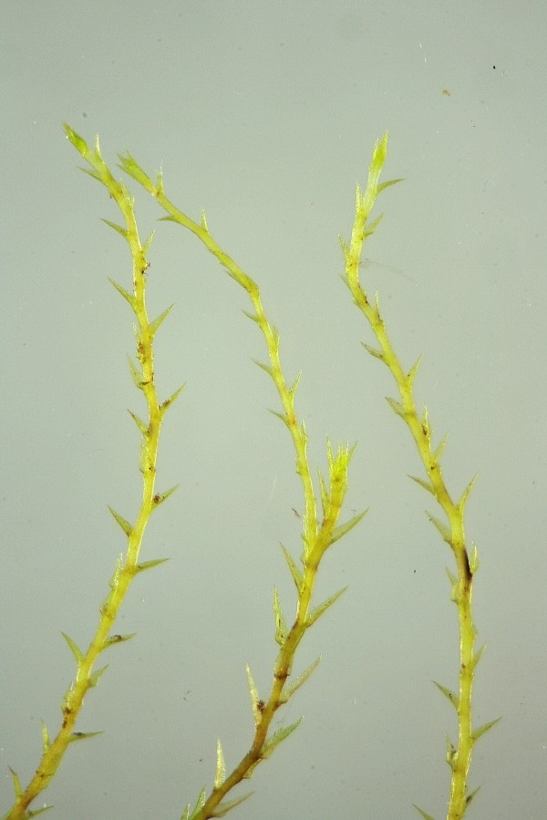 Archidium alternifolium (door Jan Kersten)