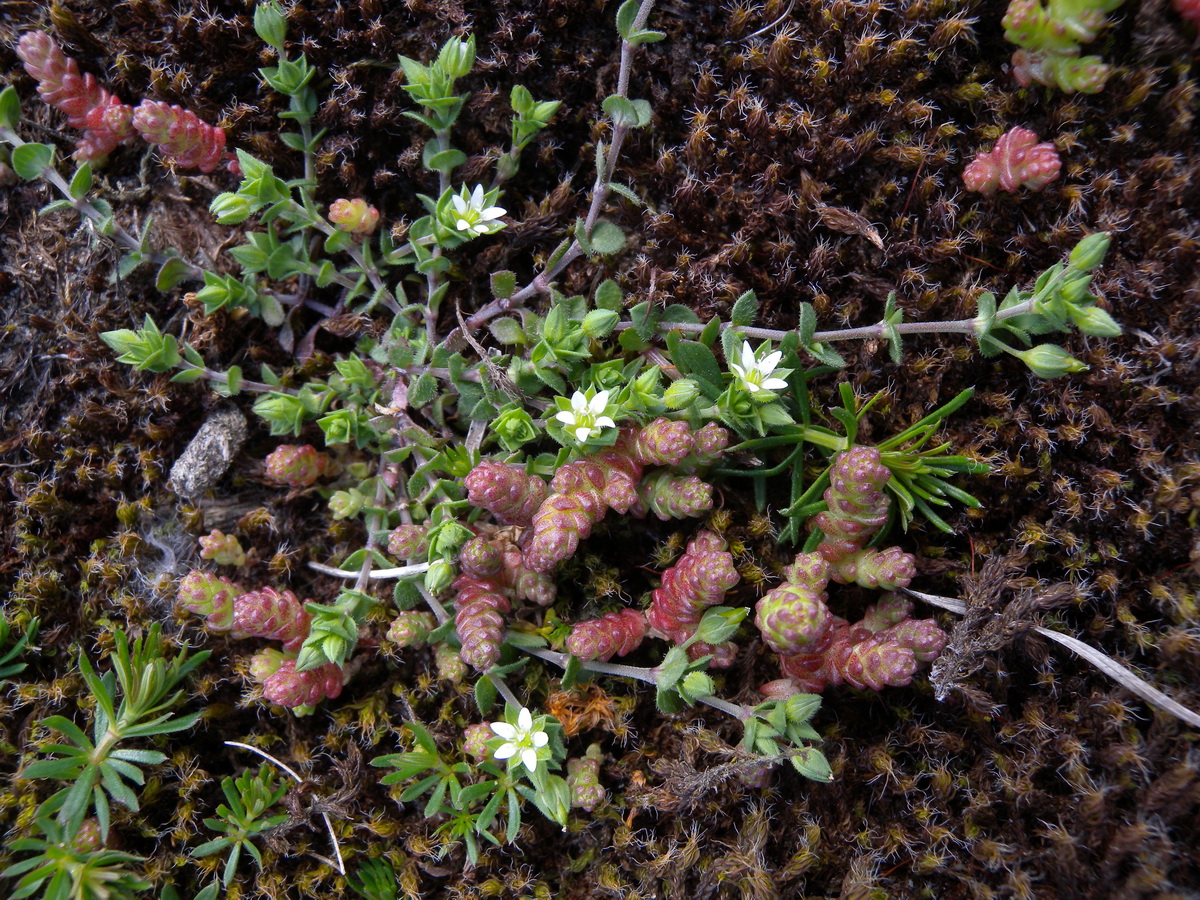 Arenaria serpyllifolia (door Hans Toetenel)