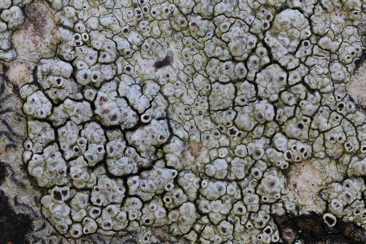 Lecanora argentata (door Arjan de Groot)