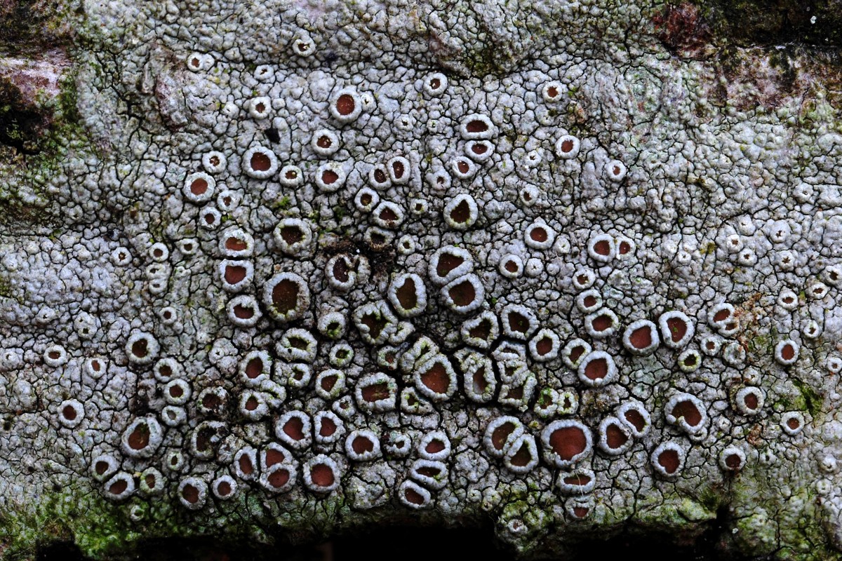 Lecanora argentata (door Arjan de Groot)