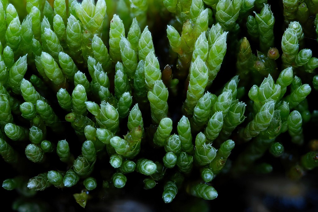 Bryum argenteum (door Arjan de Groot)