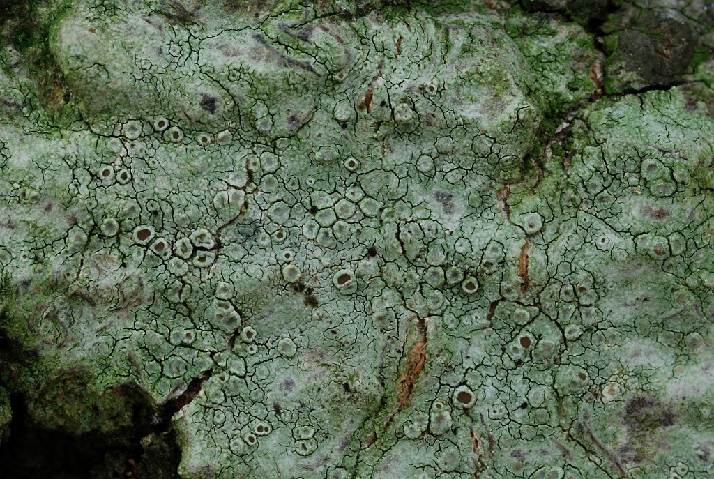 Lecanora argentata (door Arjan de Groot)