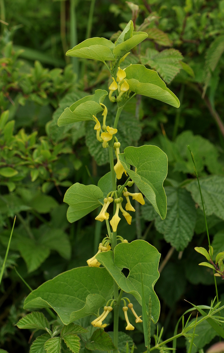 Aristolochia clematitis (door Willie Riemsma)