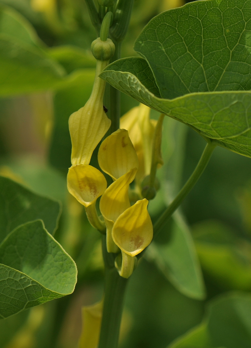 Aristolochia clematitis (door Willie Riemsma)