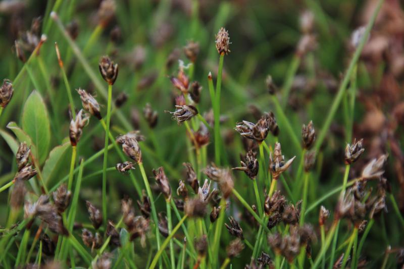 Eleocharis quinqueflora (door Maarten Langbroek)