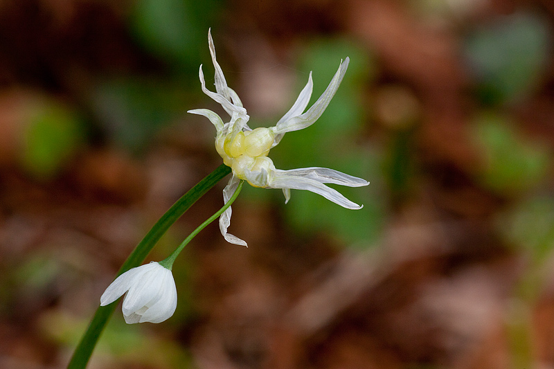 Allium paradoxum (door John Breugelmans)