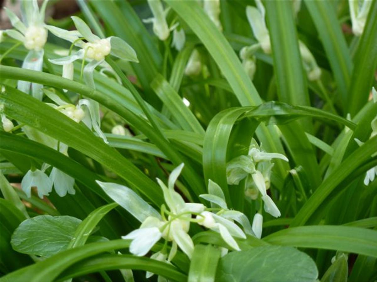 Allium paradoxum (door Koen van Zoest)