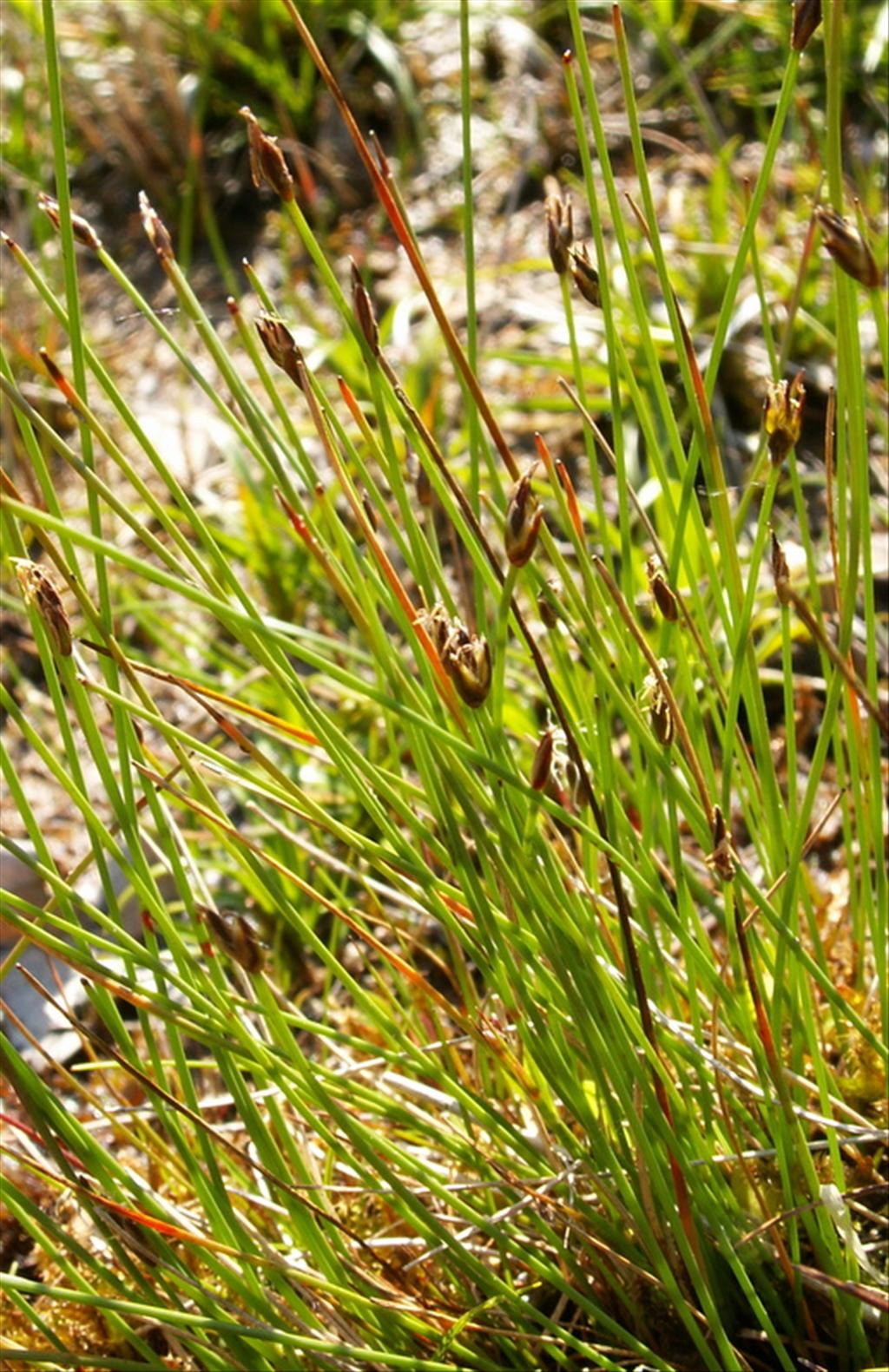 Eleocharis quinqueflora (door Han Beeuwkes)