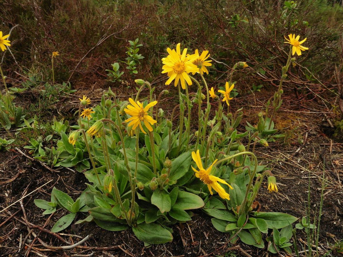 Arnica montana (door Willie Riemsma)