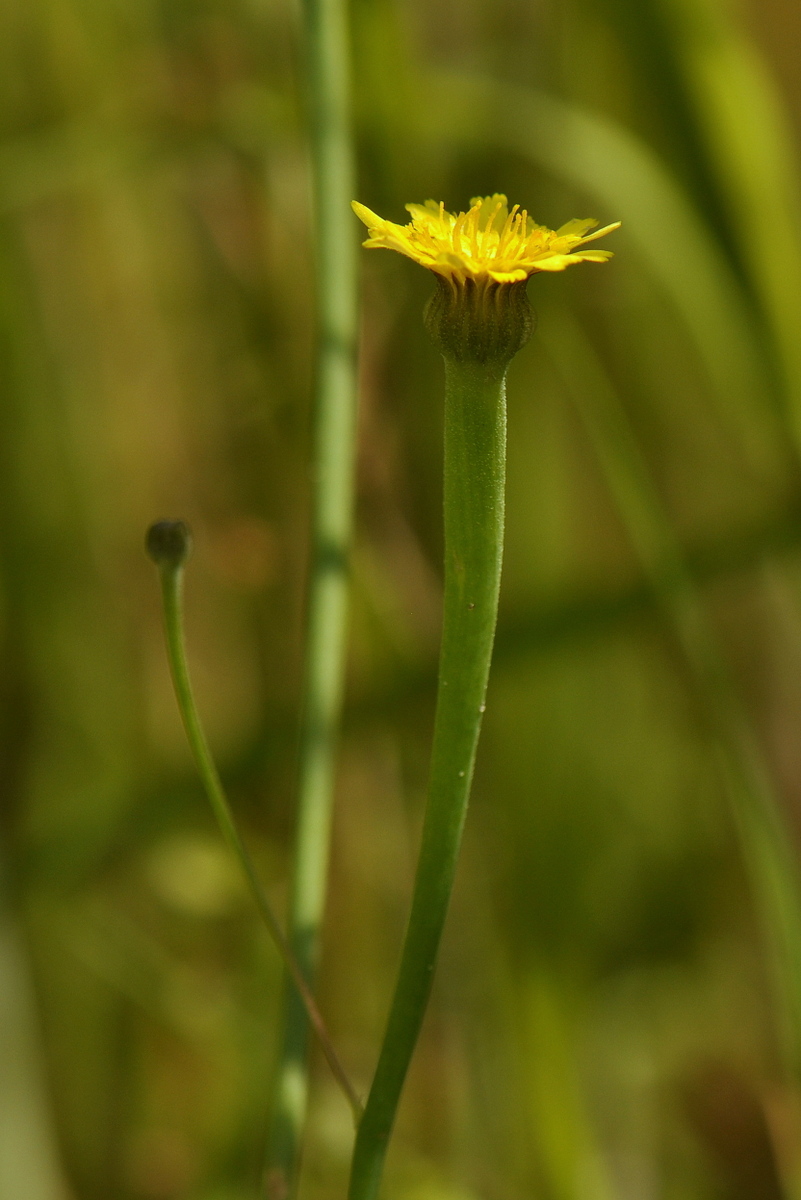 Arnoseris minima (door Willie Riemsma)