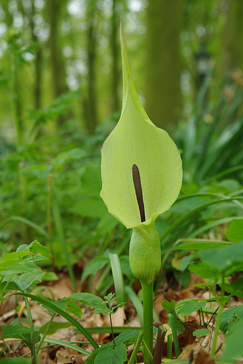 Arum maculatum (door Hans Adema)