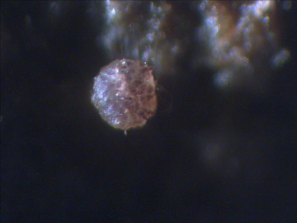 Ascobolus hawaiiensis (door Joop van der Lee)