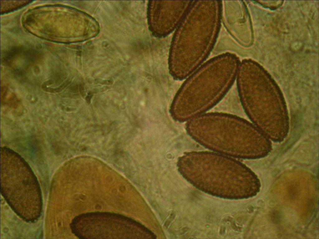 Ascobolus hawaiiensis (door Joop van der Lee)