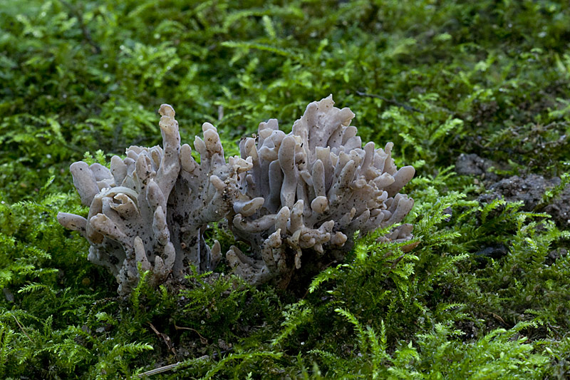 Clavulina cinerea (door John Breugelmans)