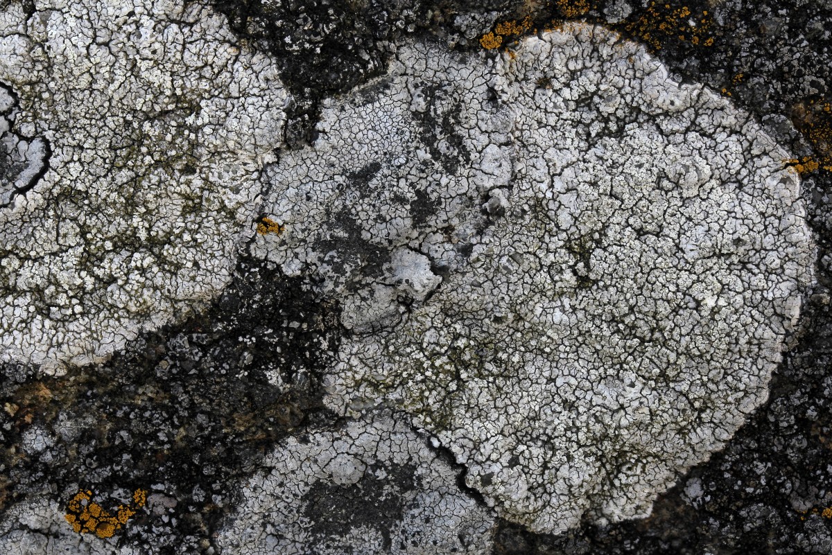 Pertusaria aspergilla (door Arjan de Groot)